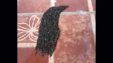 Video: Nổi da gà cảnh hàng nghìn con sâu bướm bò lúc nhúc trên nền gạch