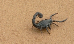 Bọ cạp, rắn độc
