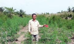 Phát hiện một hộ dân trồng gần 1.200 cây cần sa tại Kiên Giang