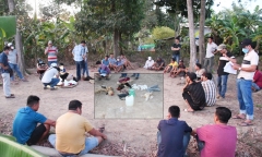 Trà Vinh: Bắt 21 người tụ tập đá gà ăn tiền
