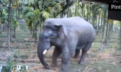 Video: Hai nông dân thoát khỏi cuộc tấn công của voi trong gang tấc