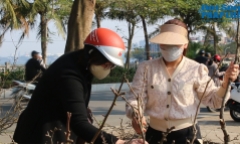 Thú chơi hoa lê rừng sau Tết của người dân Thủ Đô