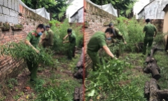 Vĩnh Phúc: Trồng hơn trăm cây cần sa xung quanh nhà để ngâm rượu