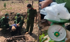 Bình Phước: Giả công nhân cạo mủ cao su để vận chuyển ma túy
