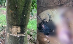 Hà Tĩnh: Truy tìm kẻ ném xác động vật xuống giếng, phá hoại vườn bưởi của người dân