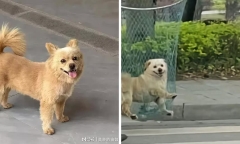 Hành động nhẫn tâm với chú chó hoang, bảo vệ trường học khốn đốn nhận 