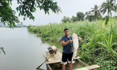 Thanh Hóa: Ngư dân bắt được cá lăng 