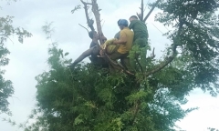 Đắk Lắk: Đi hái lá cho dê ăn, người phụ nữ bị điện giật tử vong