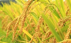 NHNN chỉ đạo đẩy mạnh cho vay thu mua, kinh doanh thóc, gạo