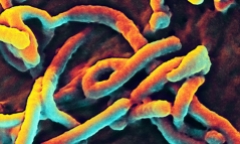 Clip: Diễn tập phòng chống Ebola