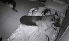 Đêm ngủ thường khó thở, gặp ác mộng, cô gái lắp camera thì phát hiện điều không ai ngờ