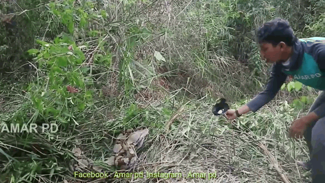 Video: Trăn khổng lồ bay người, há to miệng đớp người và cái kết bất ngờ