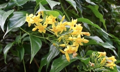 Cứu sống nam thanh niên ngừng tim do ăn lá ngón