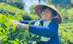 Đến Thái Nguyên tận mắt xem người dân trồng chè sạch, làm trà ngon