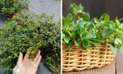 Loại rau dại xưa chỉ người nghèo ăn, giờ thành