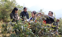 Hai trẻ tử vong nghi do lá ngón
