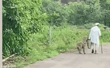 Video: Hung hăng lao ra đường tấn công cụ ông, linh cẩu nhận kết đắng