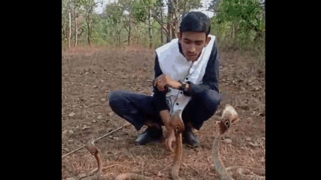 Video: Dại dột trêu đùa 3 rắn hổ mang, thanh niên nhận cái kết đắng
