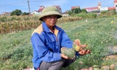 3 thiếu niên phá ruộng dưa được bảo lãnh để thi tốt nghiệp THPT