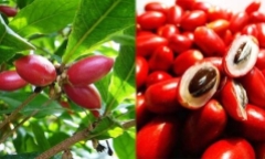 Kỳ lạ loại quả “đánh lừa” vị giác con người, khiến món nào cũng trở nên ngọt lịm