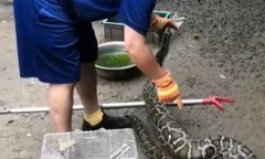 Nuốt chửng 9 con gà, con trăn bị tóm sống vì quá tham ăn