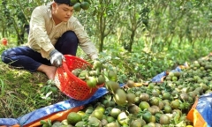 Hé lộ nguyên nhân cam sành rớt giá còn 5.000 đồng/kg