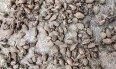Loài côn trùng tí hon đào hố được săn lùng với giá