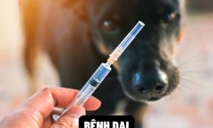 Thêm một ca tử vong nghi do bệnh dại tại Bình Thuận