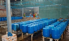 Khởi tố chủ cơ sở sản xuất, bán hơn 500 tấn giá đỗ chứa chất độc ra thị trường