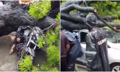 Clip: Cây cổ thụ bật gốc trong cơn mưa lớn, người đàn ông chở theo con gái bị đè trúng tử vong