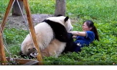 Du khách sợ hãi chứng kiến cảnh gấu trúc 