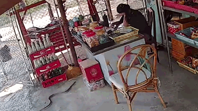 Clip: Đang ngồi nghịch điện thoại, cô gái bị con rắn trườn ngay dưới chân