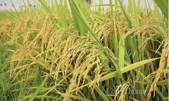 Giá gạo Việt Nam đang đứng đầu thế giới cao thế nào?