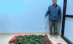 Tin tức pháp luật mới nhất ngày 20/3: Bắt đối tượng trồng cây thuốc phiện rồi tự sản xuất chất ma túy