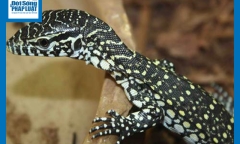 Video: Kỳ đà Monitor tấn công bọ cạp và cái kết bất ngờ