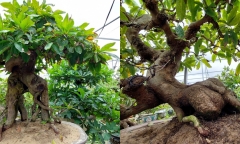 Hô biến gốc mai vàng 