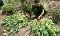 Chồng bí mật trồng gần 500 cây thuốc phiện, vợ làm đơn tố giác công an 