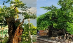 Hô biến loại cây ăn quả tuổi thơ thành bonsai