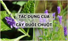 Cây đuôi chuột có tác dụng chữa những bệnh gì?