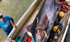 Cần thủ chiến thắng “quái vật” biển marlin khổng lồ trên chiếc thuyền nhỏ