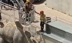 Bức tượng khủng long ở thị trấn bỗng có mùi lạ, cảnh sát kiểm tra phát hiện điều kinh hãi