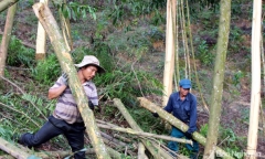 Bị ngọn keo rơi trúng đầu, người đàn ông tử vong thương tâm 