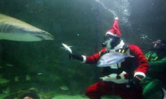 Ông già Noel dũng cảm “phát quà” cho cá mập