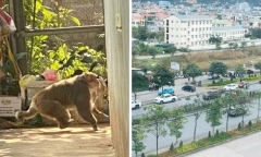 Tin nóng 24h hôm nay ngày 6/12: Xuất hiện khỉ hoang phá phách trong khu dân cư ở Sơn La