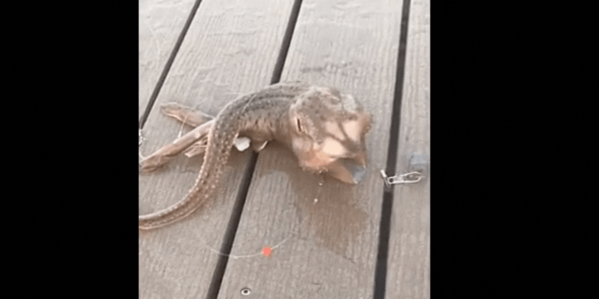 Video: Đi câu cá, ngư dân
