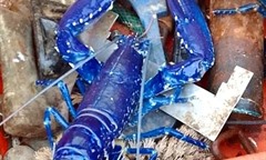 Hai cha con bất ngờ tìm thấy tôm hùm xanh có màu sắc cực hiếm khi thủy triều rút