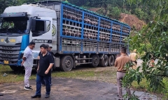Phát hiện xe tải chở 14 tấn heo bị dịch tả châu Phi đang trên đường đi tiêu thụ