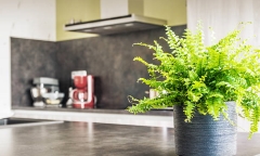 4 cây cảnh được ví như “máy lọc không khí”, cực thích hợp đặt trong bếp