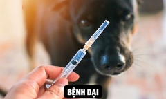 Nhiều trẻ em thương tích nặng vì chó mèo cắn, Bộ Y tế gửi công văn cấp bách