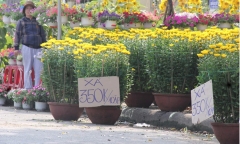 Người bán cây ngày 29 Tết ở Quảng Ngãi: Bán thu hồi vốn nhưng vẫn không 